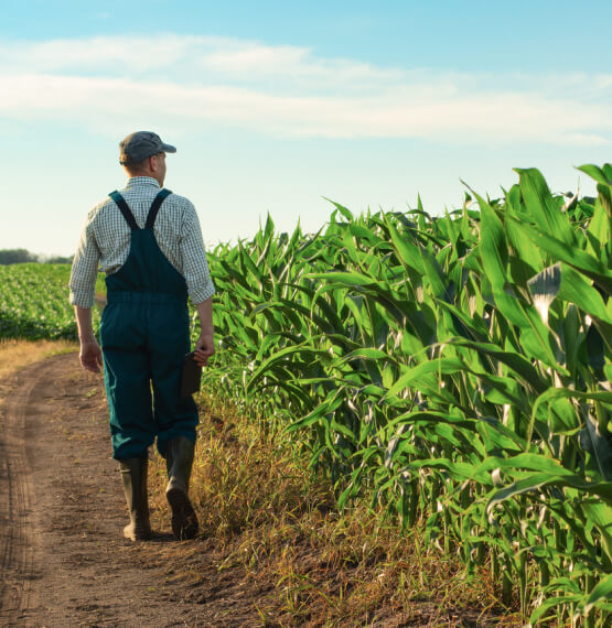 Farmer walking a field 