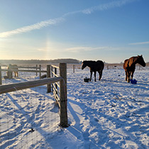 multiple horses in winter pasture at Free to Be Equine Center