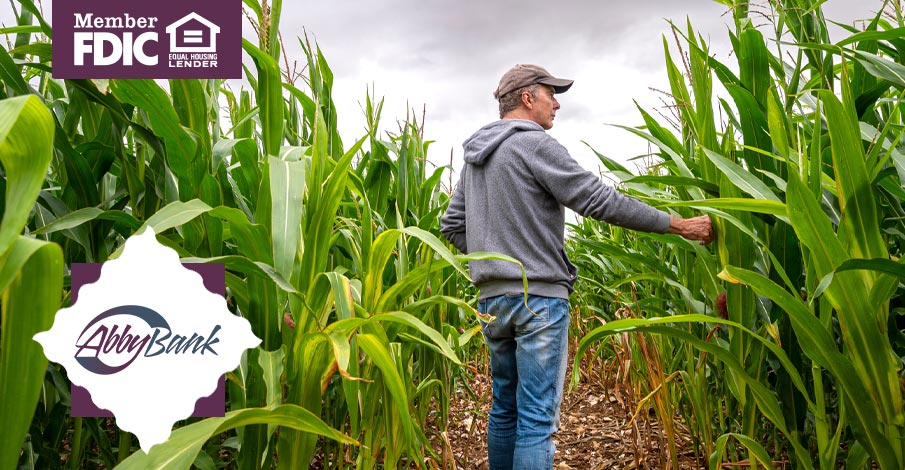 farmer looking at ripened corn in field