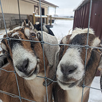 two goats at The Hobbystead sticking their noses out of a chain-link fence enclosure they are behind
