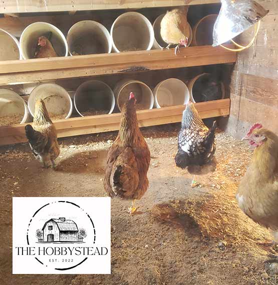 chickens inside a coop with The Hobbystead logo in the lower left corner