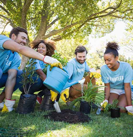 group of volunteers planting tree and plants