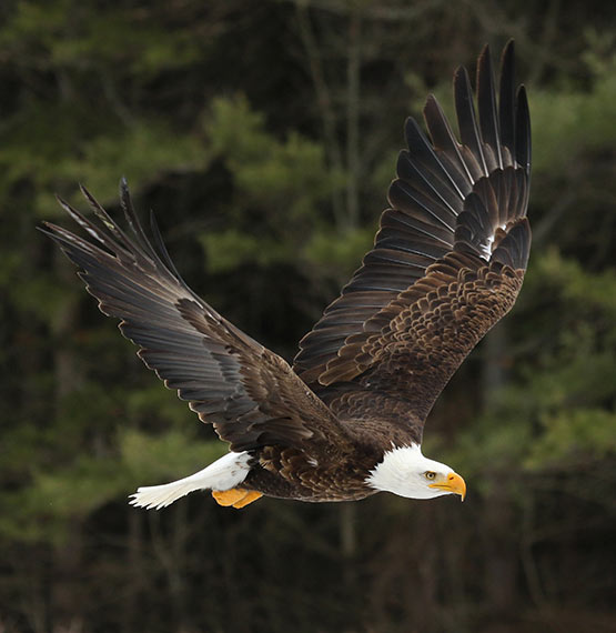 bald eagle flying against a blurred forest background